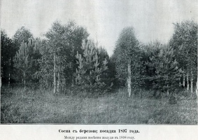 лес при имении Сежа 1904г. посадки 1897г.