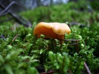 Декабрьские грибы